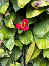 Load image into Gallery viewer, Reborn Free Sadabahaar flower stick
